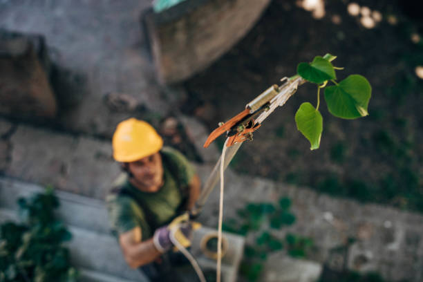  Laporte, CO Tree Removal Pros